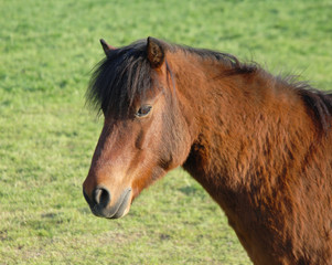 Obraz premium Shetty,Portrait