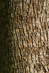 tree bark