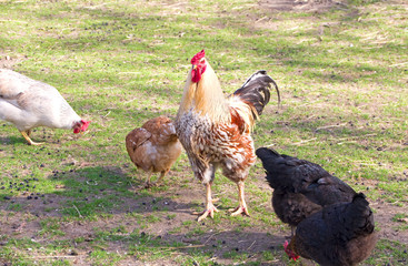 cock and hens