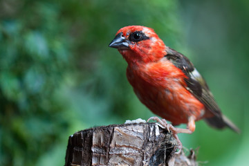 oiseau cardinal, Foudi rouge, Foudia madagascariensis