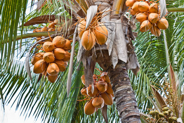 grappes de cocos jaunes sur cocotier