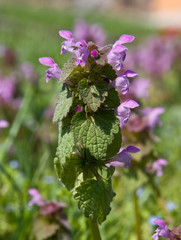 Purple dead-nettle - Lamium purpureum L.