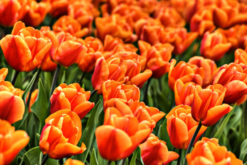 orange Tulpen