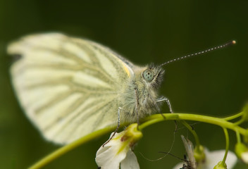 Pieris - Cabbage