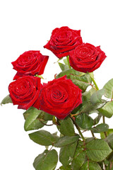 Red roses on a white background