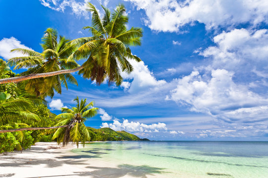 seychelles plage cocotier