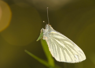 Cabbage - Pieris napi