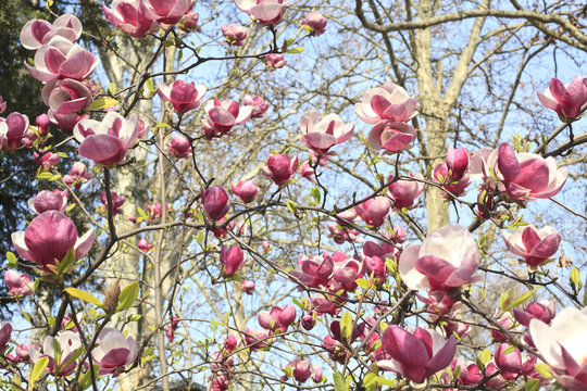 Fototapeta magnolia tree