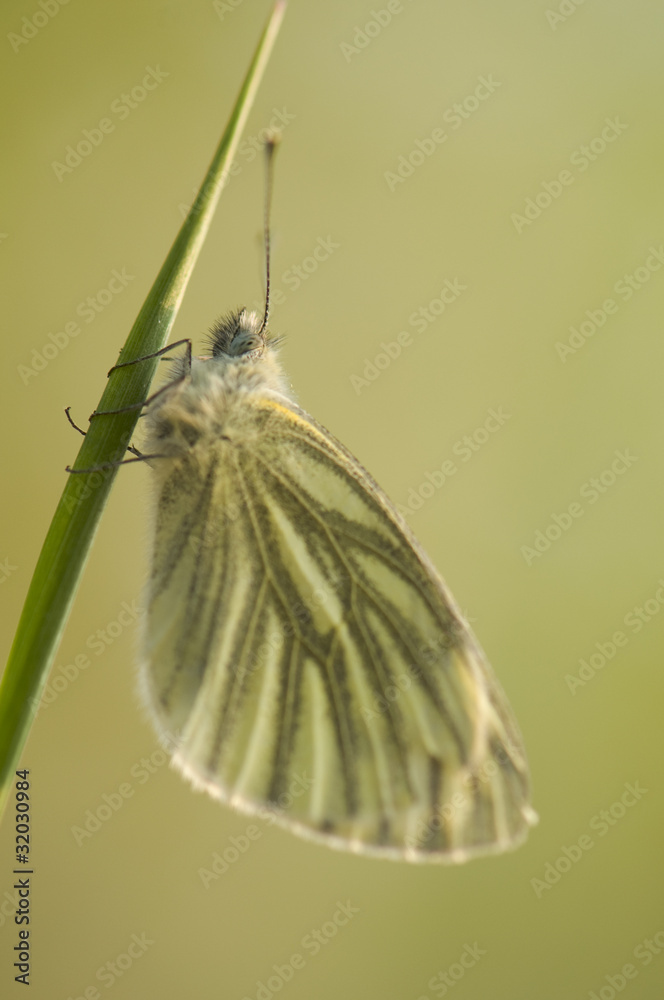 Sticker Pieris napi