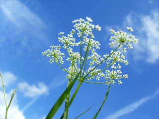 schierling blume gift