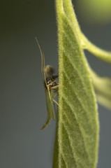 Mosquito