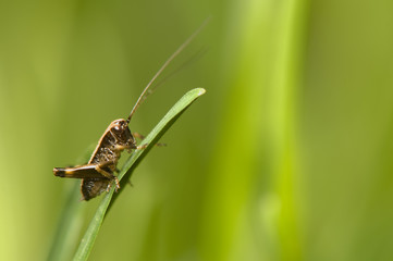 Pholidoptera