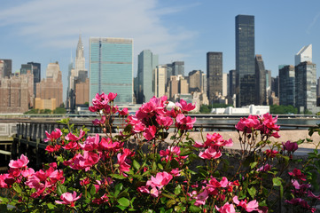 Rosa multiflora & Manhattan.