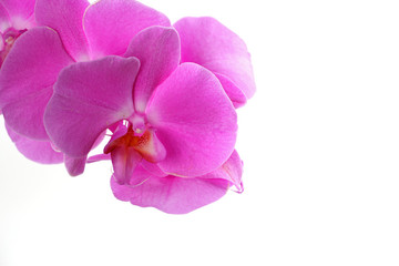 Naklejka na ściany i meble orchidea