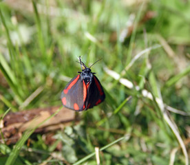 red and black butterfly