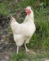 white hen