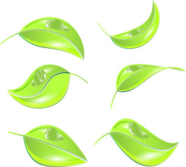 leaf vector