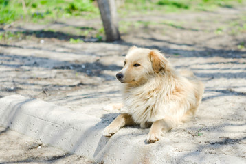 Homeless and free dog in quiet mood under spring sun.