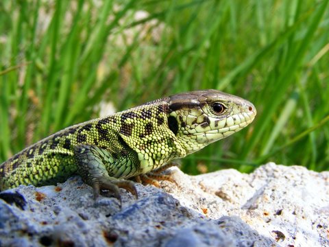 lizard