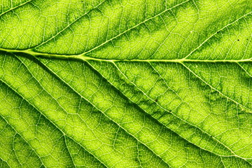 green leaf vein