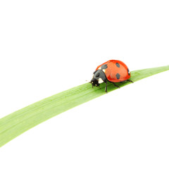 ladybug on grass
