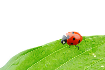 Fototapeta premium ladybug on leaf