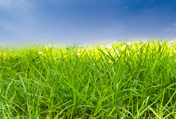green grass against blue sky