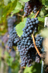 Fototapeta premium Red grapes