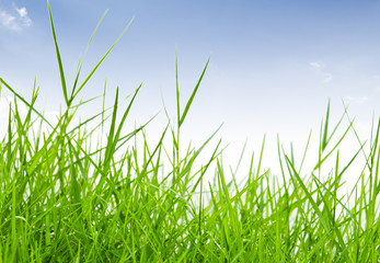 Obraz premium green grass against blue sky