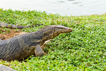 water monitor lizard (varanus salvator)