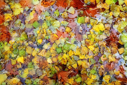 autumn fall leaves colorful background in water