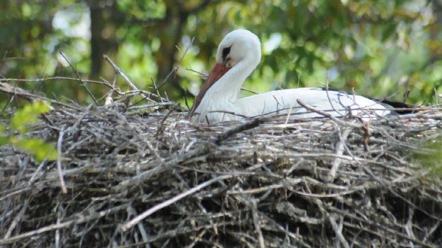 Weissstorch