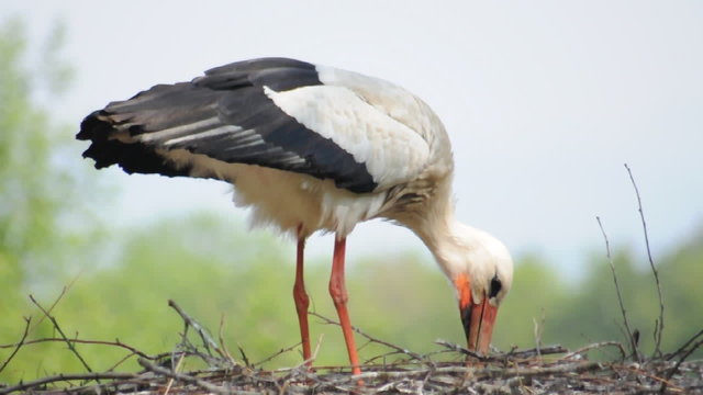 Weissstorch
