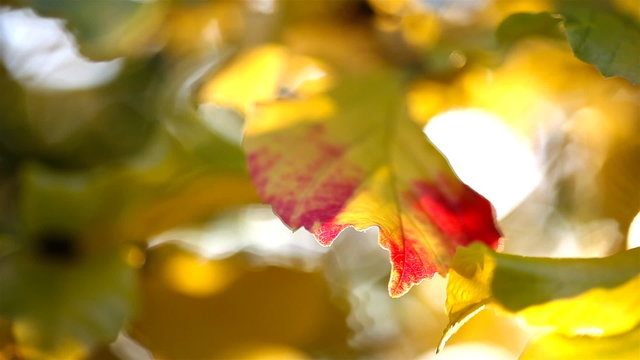 Closeup of Persian Ironwood