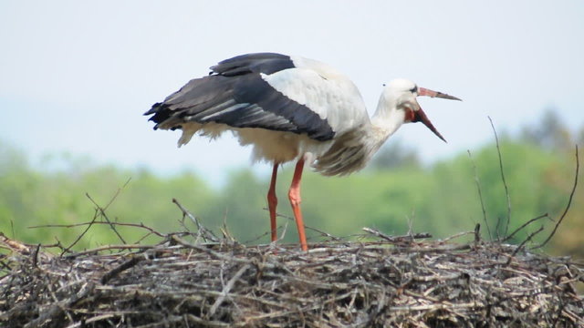Weissstorch