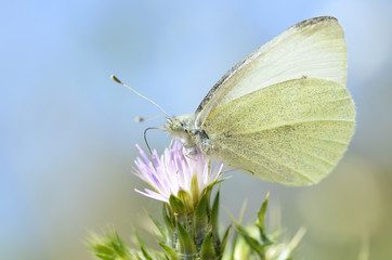 Papillon la Piéride de profil butinant une fleur
