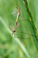Accouplement de profil de deux Tipules sur une herbe