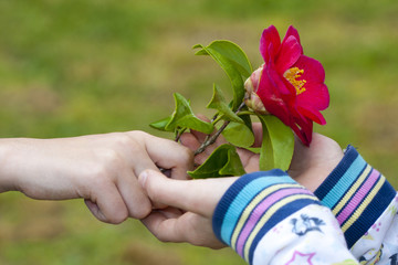 hands of children giving flowers as a symbol of friendship