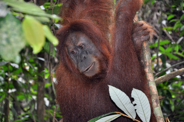 orang utan, Sumatra