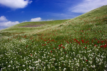 Fototapeta premium Meadow, hills and blue sky