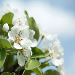 apple flower