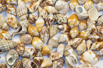 seashells and oysters