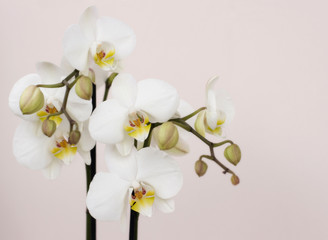 Fototapeta na wymiar Bouquet of white orchids