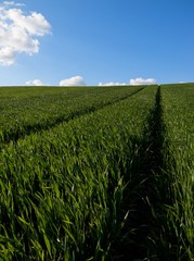 tracks in crop field leading up hill to beautiful sky