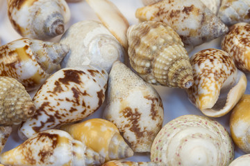 seashells and oysters