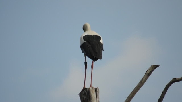 Weissstorch