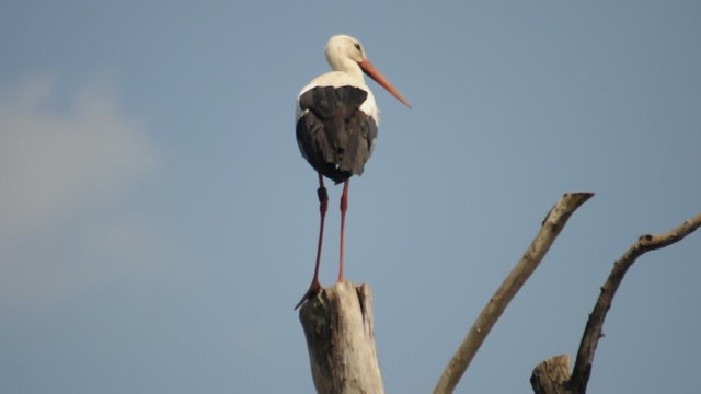 Weissstorch