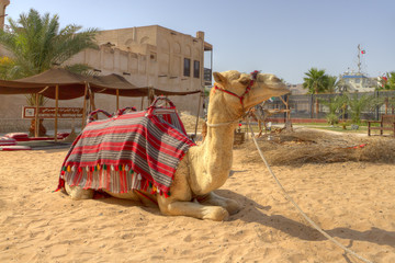Fototapeta premium camel in Dubai,United Arab Emirates