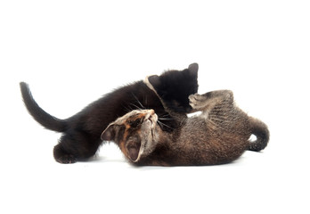 Obraz premium Two kittens playing and fighting