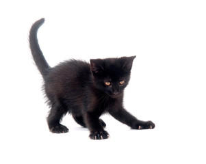 Black kitten on white background